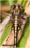 Lancet Clubtail-Thorax