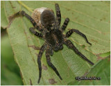 Wolf Spider W/Young