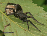 Wolf Spider W/Young