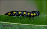 Willow Sawfly Larva