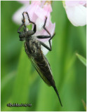 Robber Fly-Female