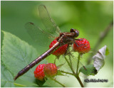 Lancet Clubtail-Female