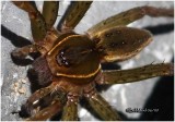 Six-spotted Fishing Spider