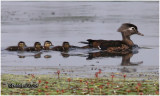 Wood Duck with Chicks