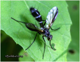 Tachinid Fly