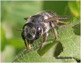 Leaf-cutter Bee