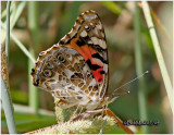 <h5><big>Painted Lady<br></big><em>Vanessa cardui</h5></em>