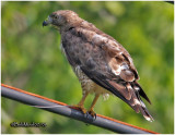 Broad-winged Hawk