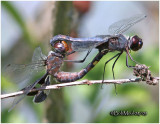 Black Saddlebags