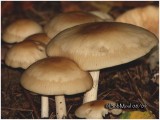 Fungi52