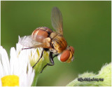 Tachinid Fly