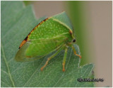 tree hopper oddmar fl tree hopper oddmar fl