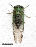  Cicada