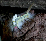 <h5><big>White-marked Tussock Moth Caterpillar <BR></big><em>Orgyia leucostigma #8316</h5></em>