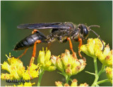 Katydid Wasp