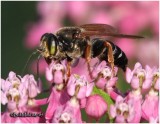 Square-headed Wasp
