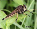 Robber Fly-Male