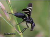 Black Onion Fly