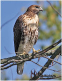 Red-tailed Hawk-Juvenile