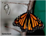  LIFE CYCLE OF THE MONARCH BUTTERFLY