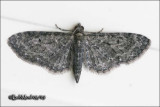 Genus Eupithecia