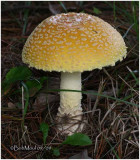 Fungi56