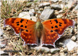 <h5><em><big>Question Mark - Form fabricii (Winter)</big><br>Polygonia interrogationis</em></h5>