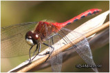 White-faced Meadowhawk-Sept. 21, 2009