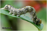 <h5><big>Hibiscus Leaf Moth Caterpillar <BR></big><em>Anomis commoda #8347</h5></em>