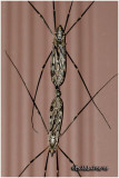 Crane Flies