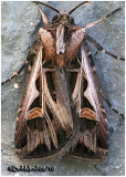 <h5><big>Dingy Cutworm Moth<br></big><em>Feltia jaculifera #10670</h5></em>