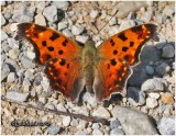 Eastern Comma-Form Harrisii (Winter)Polygonia comma