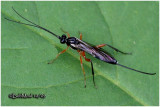 Ichneumon Wasp