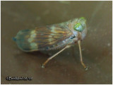 Leaf Hopper