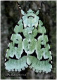 <h5><big>Green Marvel Moth<br></big><em>Agriopodes fallax #9281</h5></em>