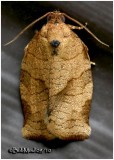 <h5><big>Oblique-banded Leafroller Moth<br></big><em>Choristoneura rosaceana  #3635</h5>