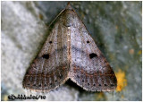 <h5><big>Bent-winged Owlet Moth<br></big><em> Bleptina caradrinalis  #8370</h5></em>