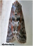 <h5><big>Black-spotted Leafroller Moth<br></big><em>Sciota virgatella #5797</h5></em>