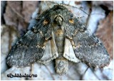 <h5><big>Angulose Prominent Moth<br></big><em>Peridea angulosa  #7920</h5></em>