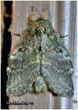 <h5><big>Angulose Prominent Moth<br></big><em>Peridea angulosa  #7920</h5></em>