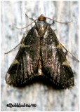 <h5><big>Dolichomia olinalis  Moth<br></big><em>Dolichomia olinalis  #5533</h5></em>