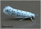 <h5><big>American Ermine Moth<br></big><em>Yponomeuta multipunctella  #2420 </h5></em>