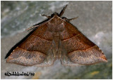 Maple Looper Moth Parallelia bistriaris #8727