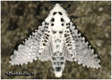 <h5><big>Leopard Moth<br></big><em>Zeuzera pyrina  #2700 </h5></em>