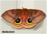 IO Moth-FemaleAutomeris IO #7746