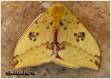 <h5><big>IO Moth-Male<br></big><em>Automeris IO #7746</h5></em>