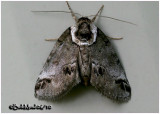 <h5><big>Small Baileya Moth<br></big><em>Baileya australis #8973</h5></em>