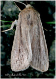 <h5><big>Many-lined Wainscot Moth<br></big><em>Leucania multilinea  #10446</h5></em>