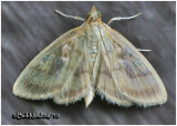 <h5><big>Pale-winged Crocidophora Moth<br></big><em>Crocidophora tuberculalis  #4945</h5></em>