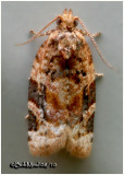 <h5><big>Red-banded Leafroller Moth<br></big><em>Argyrotaenia velutinana #3597</h5></em>